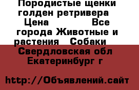 Породистые щенки голден ретривера › Цена ­ 25 000 - Все города Животные и растения » Собаки   . Свердловская обл.,Екатеринбург г.